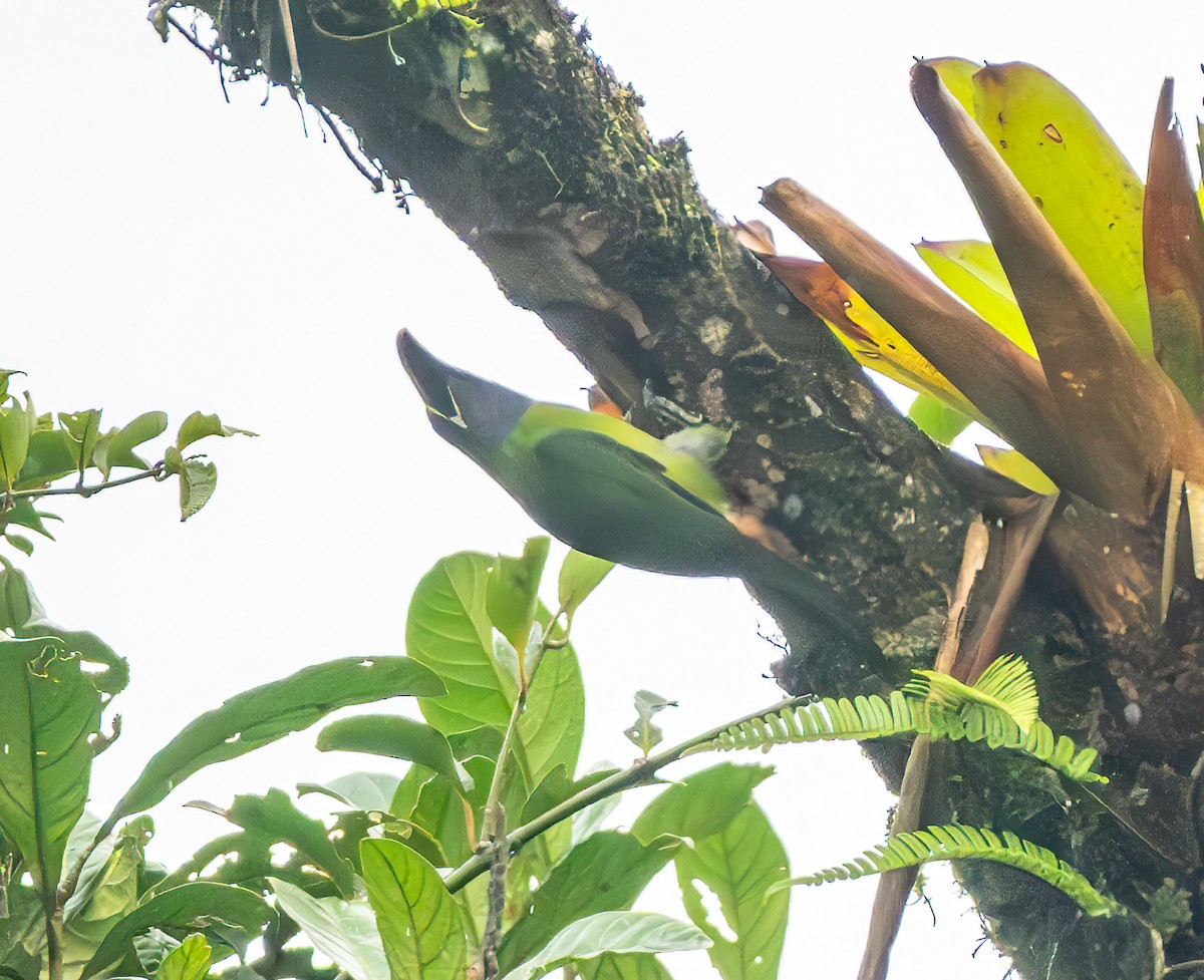 Northern Emerald-Toucanet - ML638822883