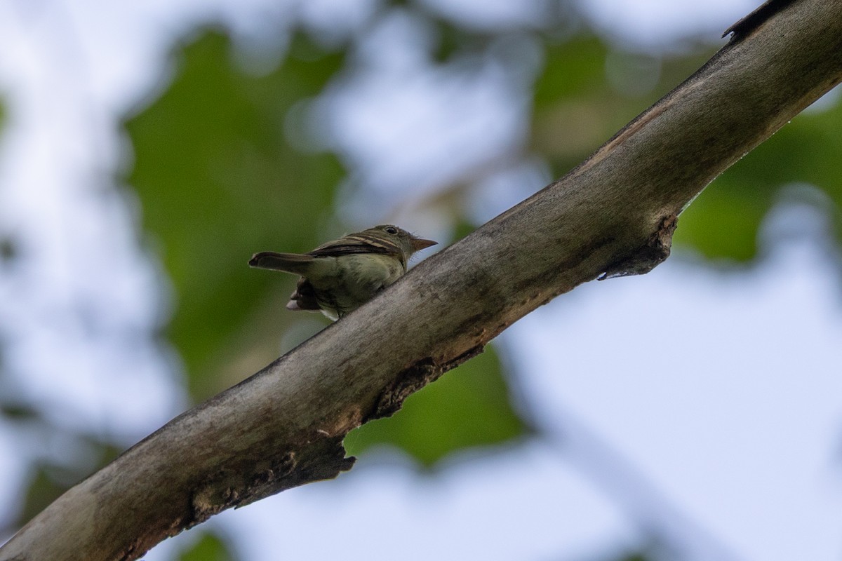 Acadian Flycatcher - ML638822907