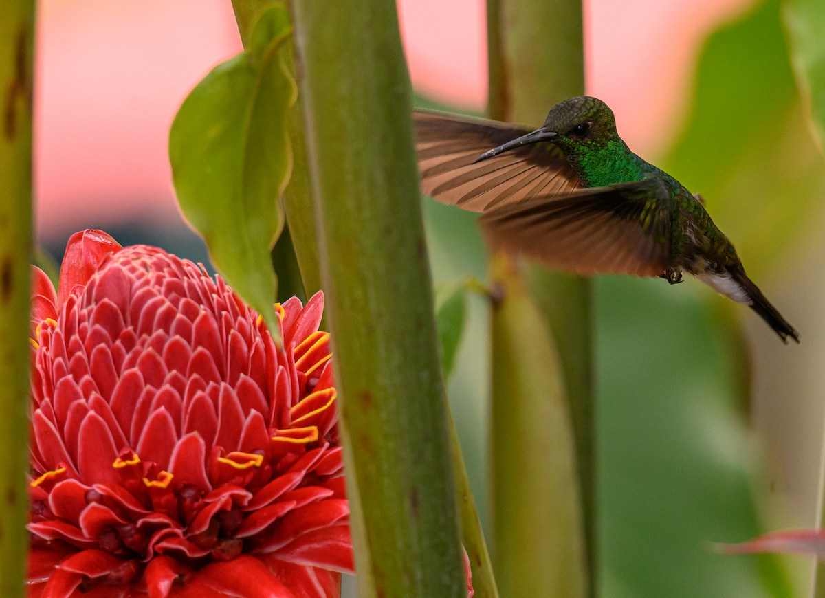 White-vented Plumeleteer - ML638822938