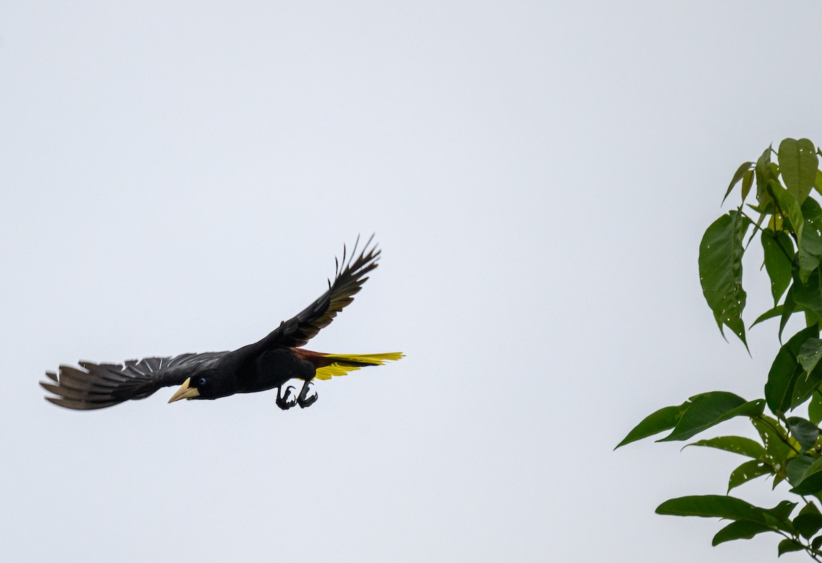 Krähenstirnvogel - ML638822950