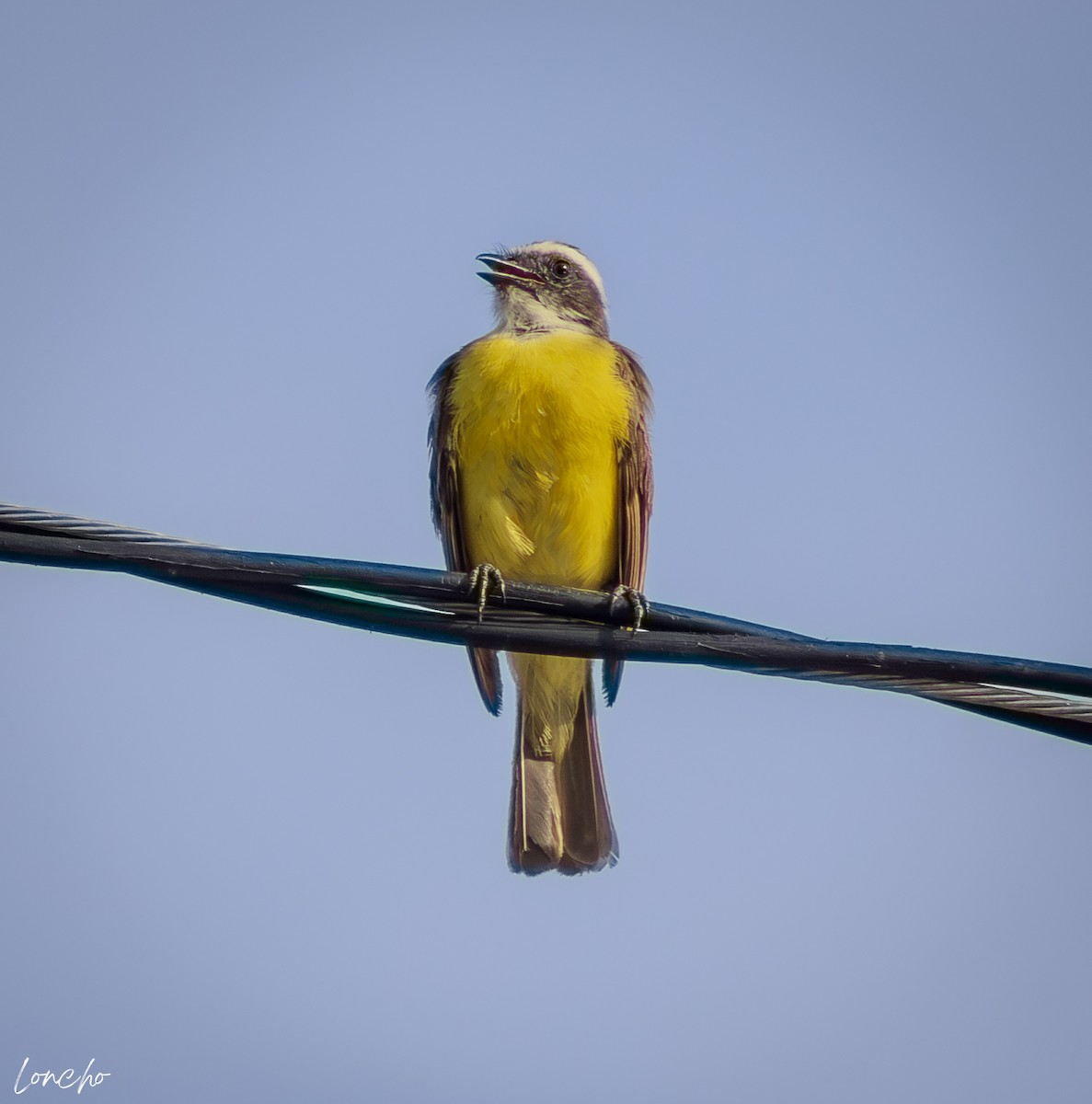 Social Flycatcher - ML638822955