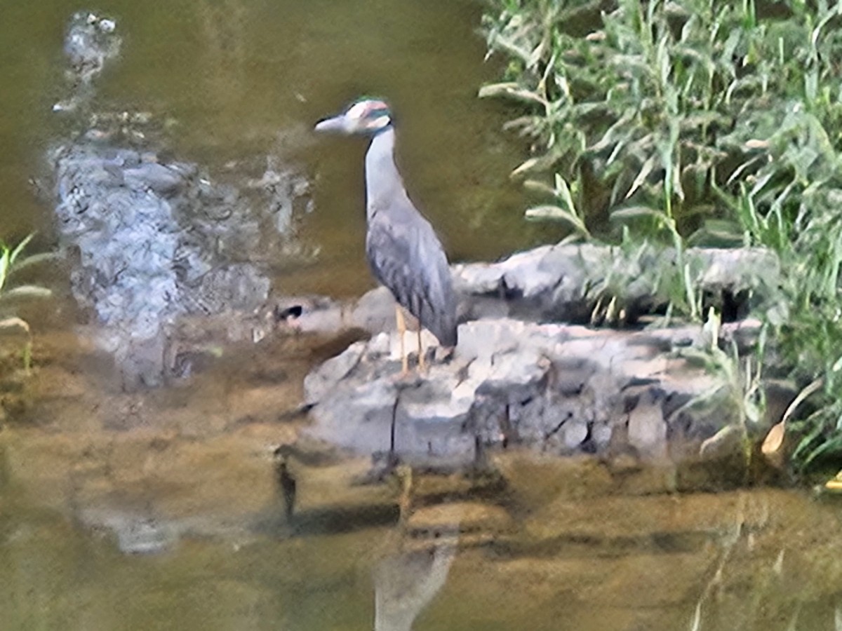 Yellow-crowned Night Heron - ML638822961