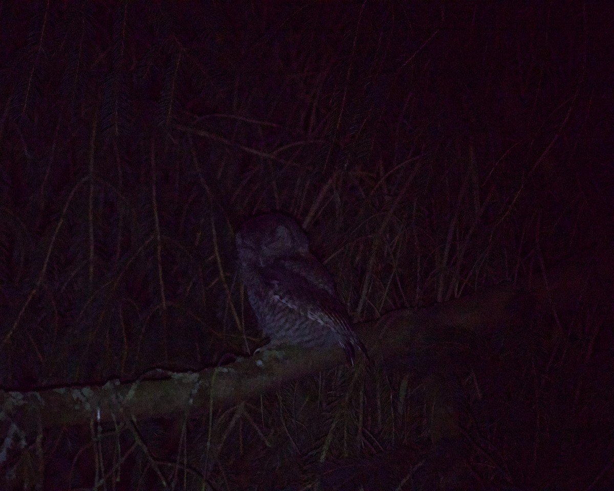 Eastern Screech-Owl - ML638822966