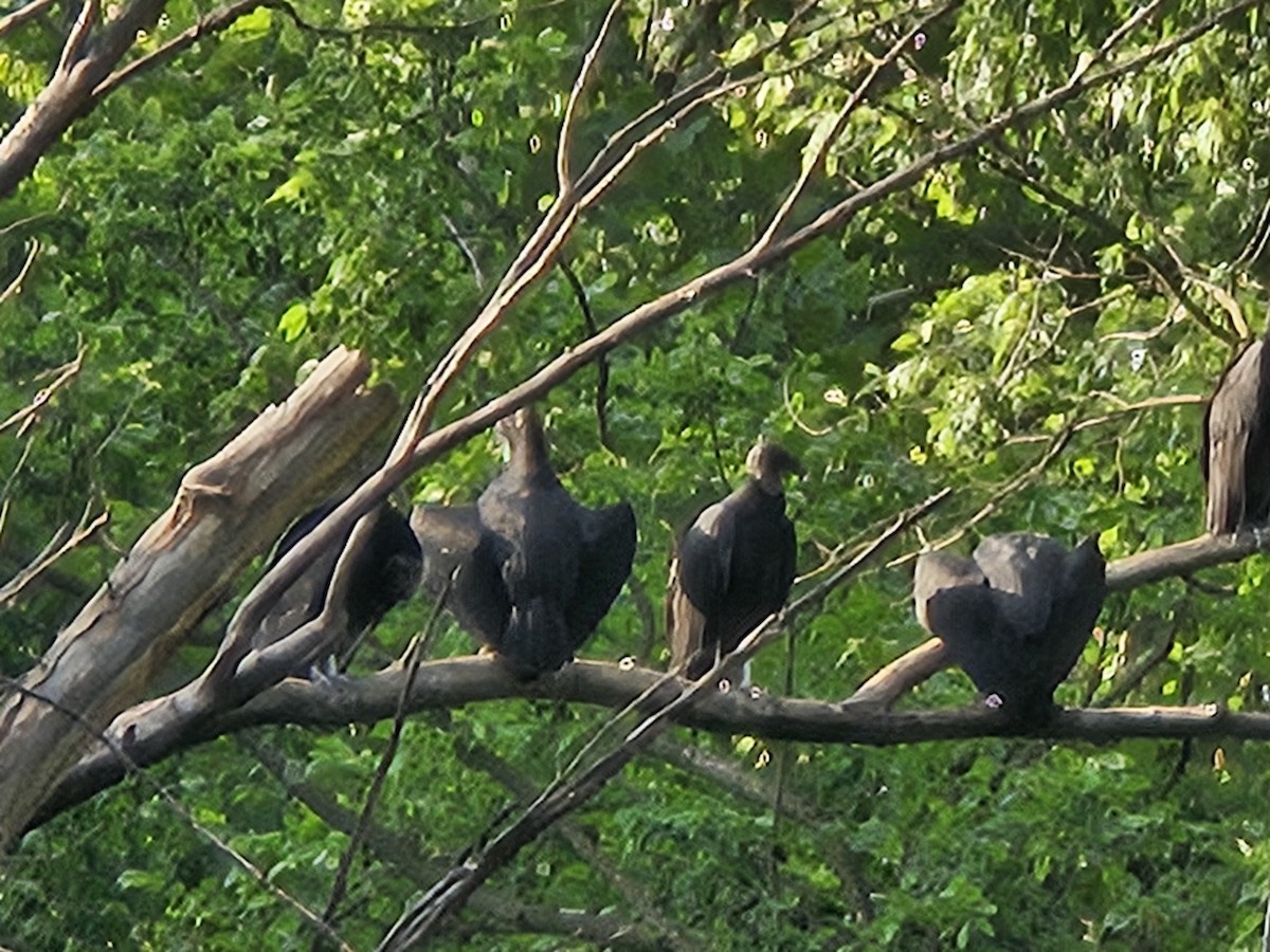 Black Vulture - ML638822968