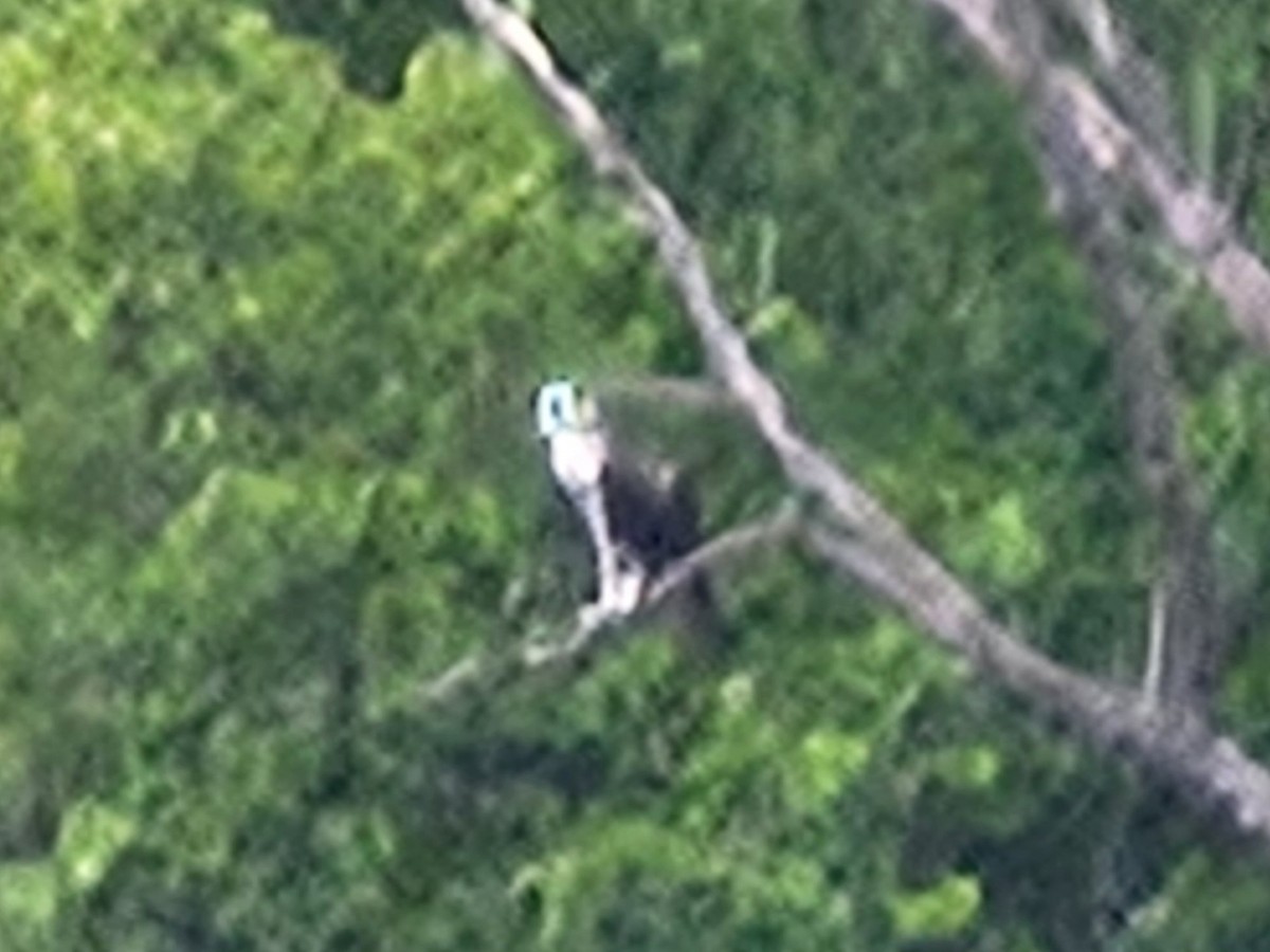Osprey - ML638822973