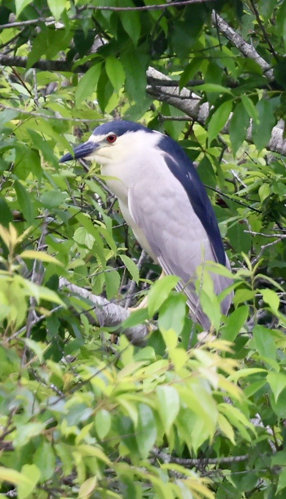Black-crowned Night Heron - ML638822976