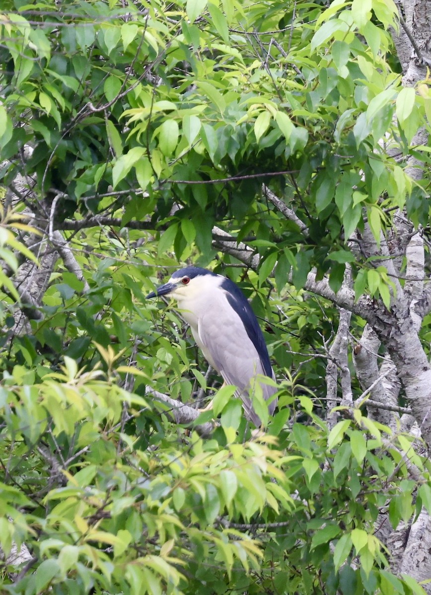 Black-crowned Night Heron - ML638822977