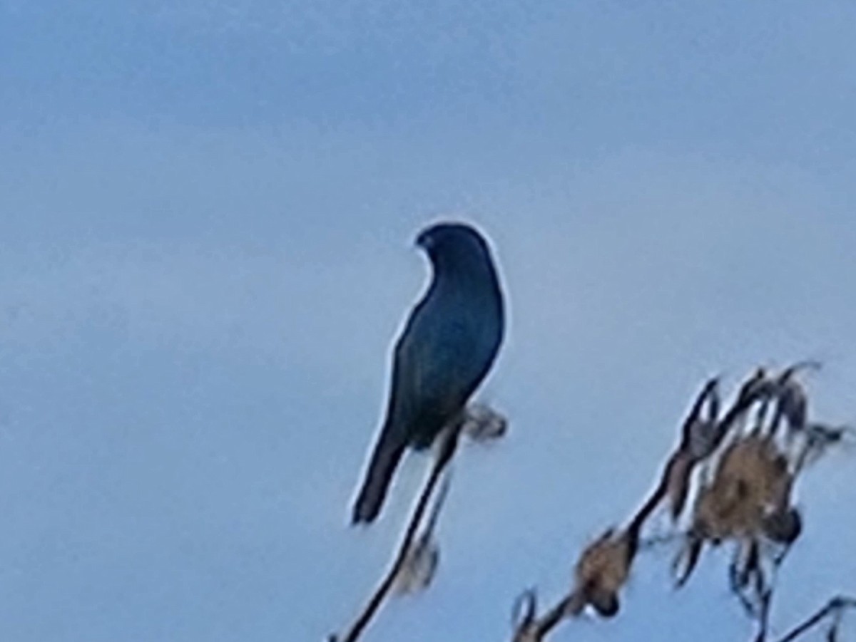 Indigo Bunting - ML638822999