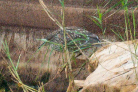 Black-crowned Night Heron - ML638823000
