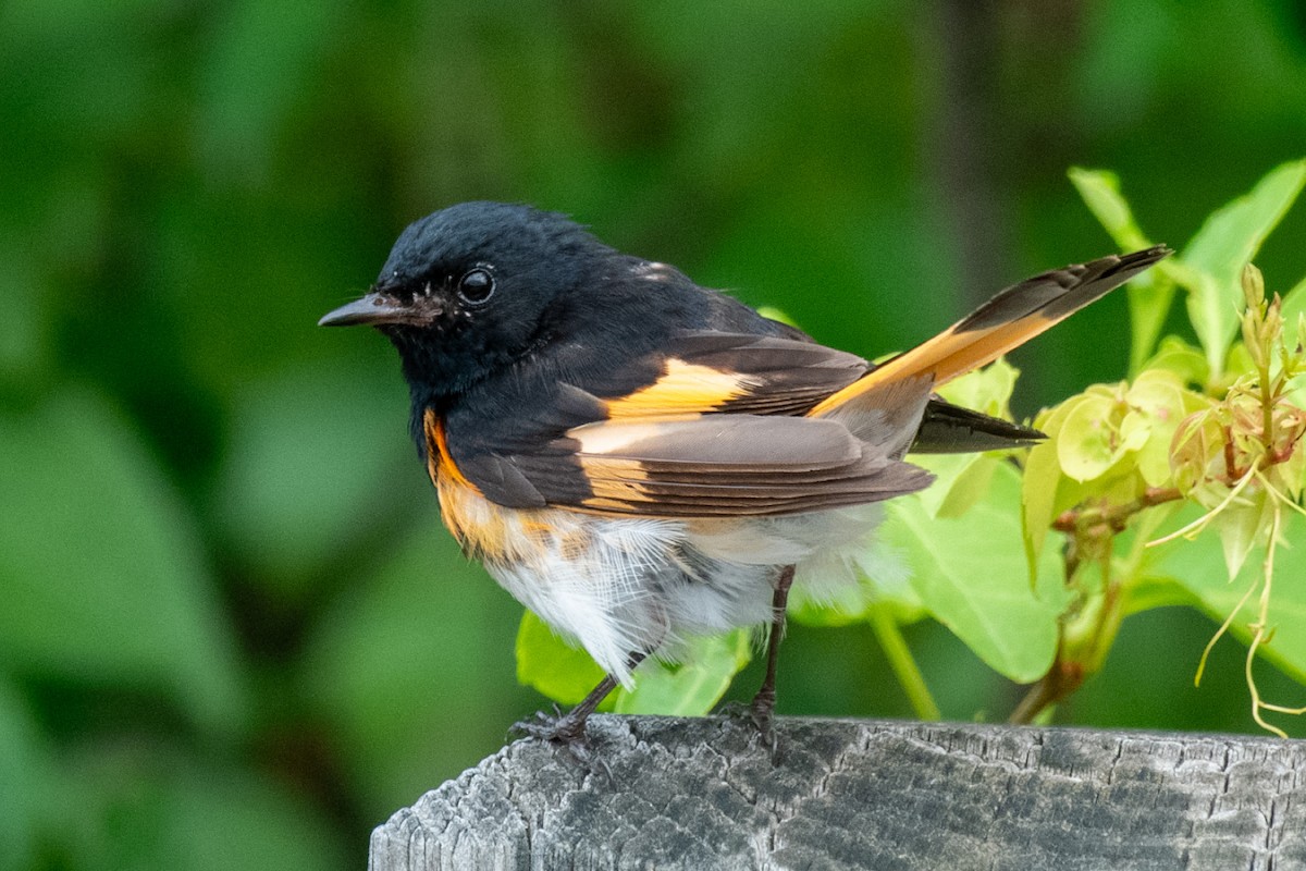 American Redstart - ML638823027