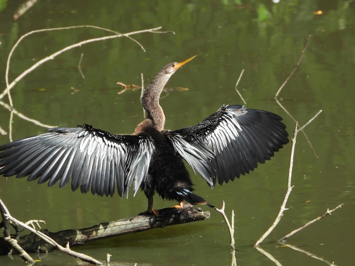 Anhinga - ML638823031