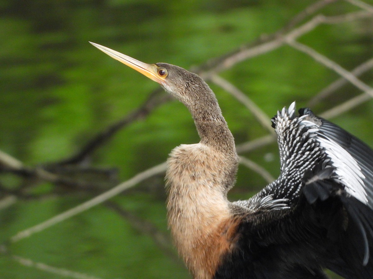 Anhinga - ML638823033
