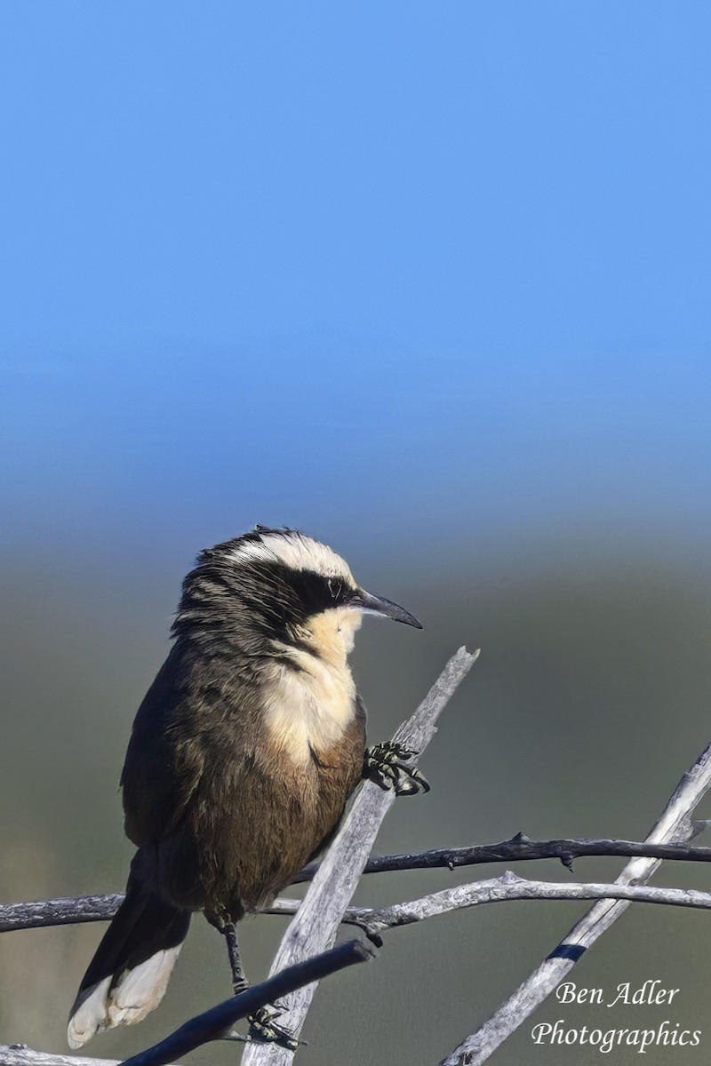 Hall's Babbler - ML638823044