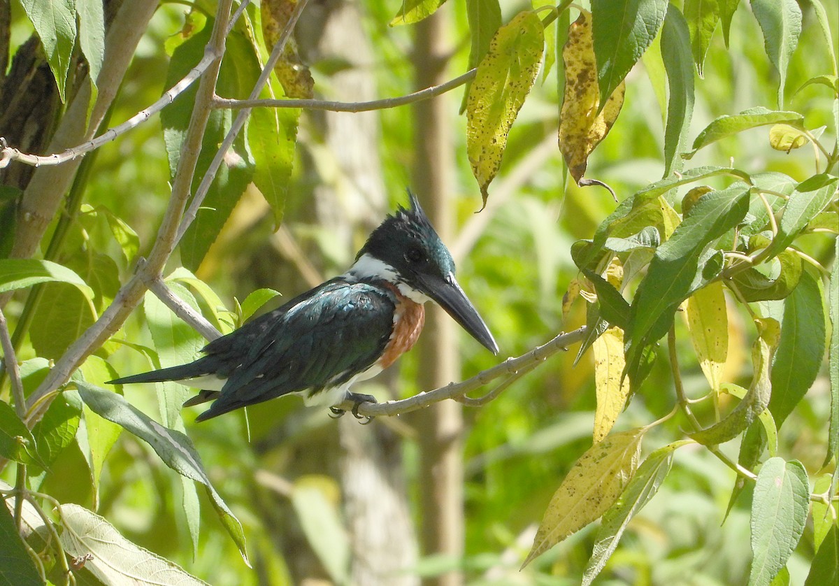 Amazon Kingfisher - ML638823047