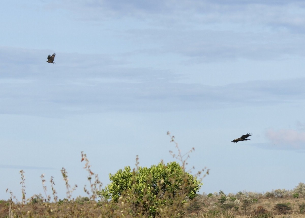 Western Marsh Harrier - ML638823081