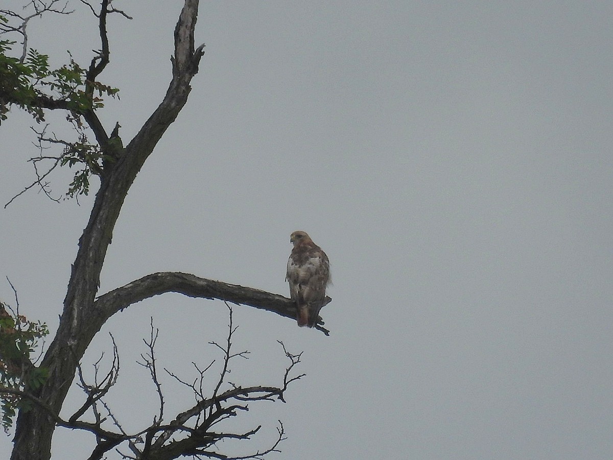 Red-tailed Hawk - ML638823091