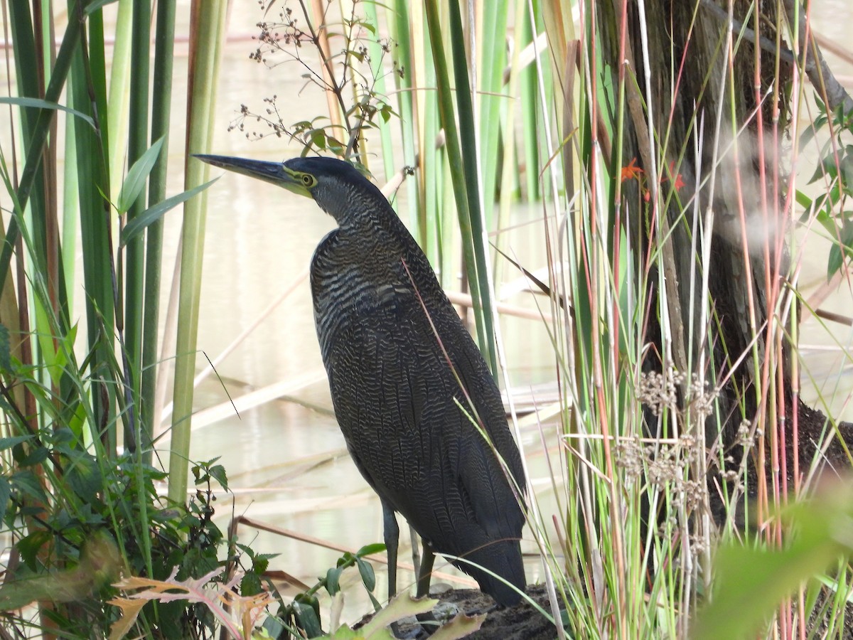 Bare-throated Tiger-Heron - ML638823135