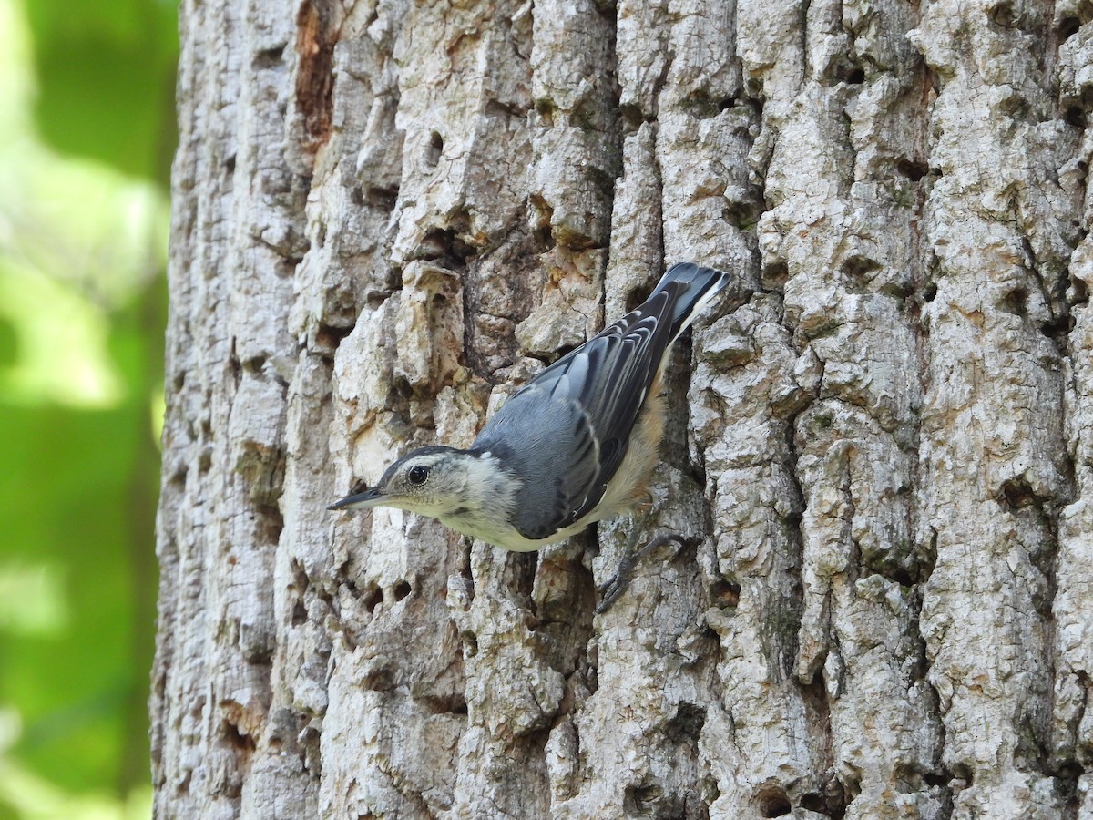 White-breasted Nuthatch - ML638823168