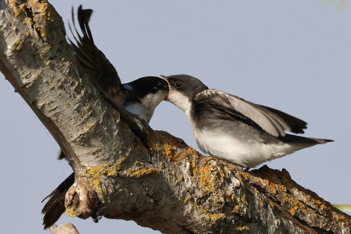 Tree Swallow - ML638823172