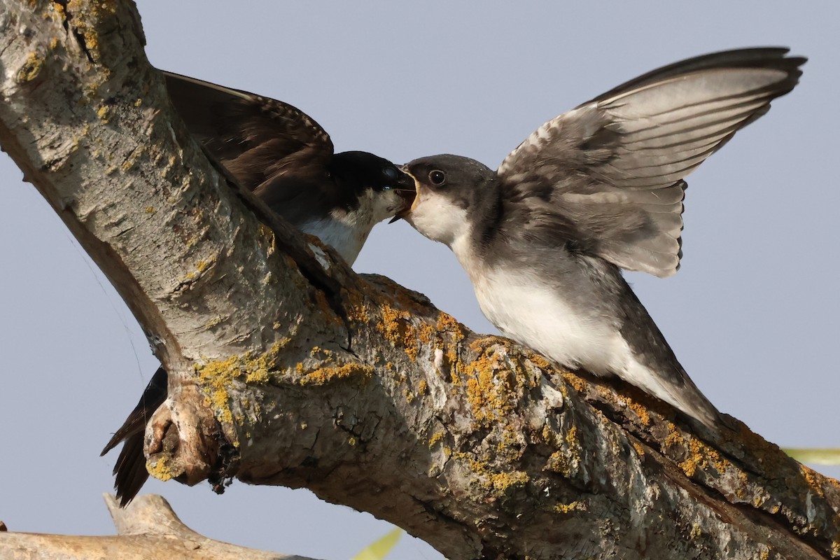 Tree Swallow - ML638823173