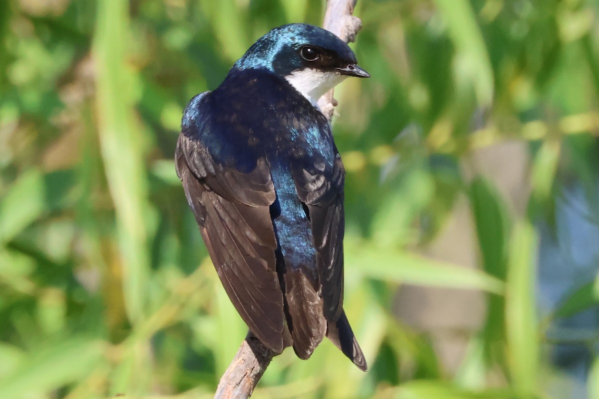 Tree Swallow - ML638823175