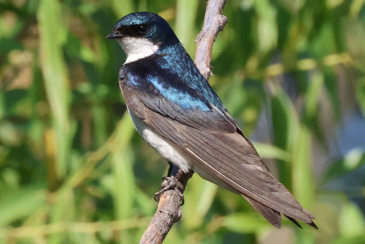 Tree Swallow - ML638823177