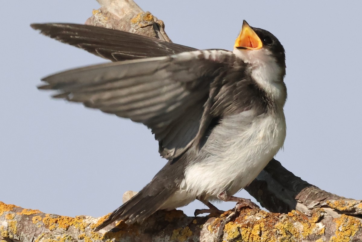 Tree Swallow - ML638823180