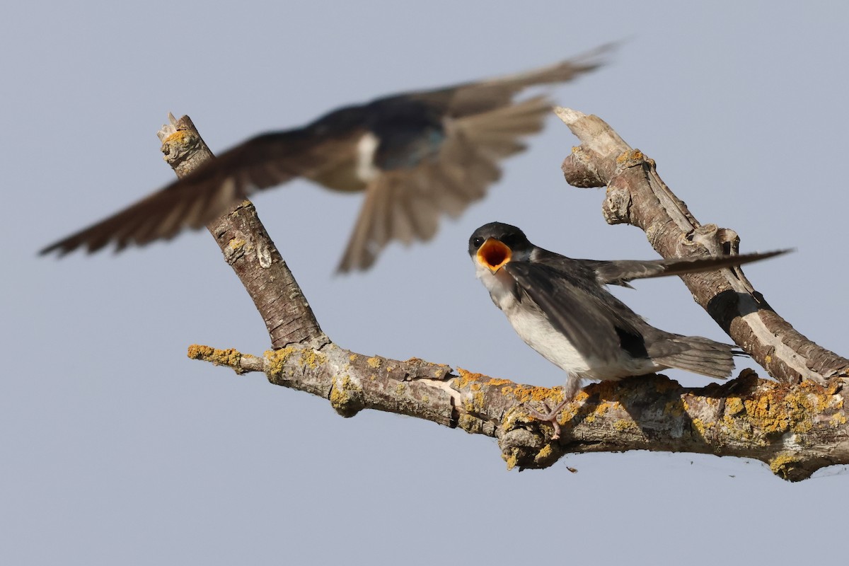 Tree Swallow - ML638823182