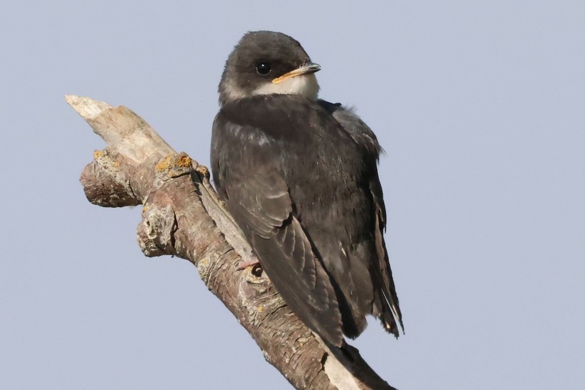Tree Swallow - ML638823186