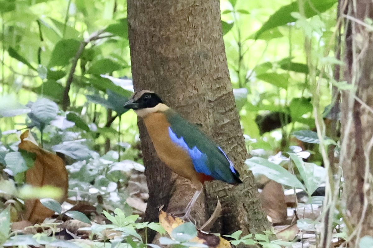 Blue-winged Pitta - ML638823204