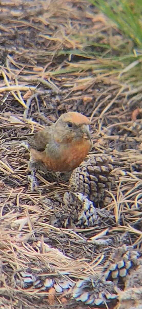 Cassia Crossbill - ML638823205