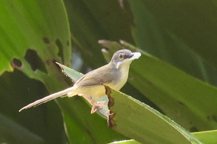 Yellow-bellied Prinia - ML638823212
