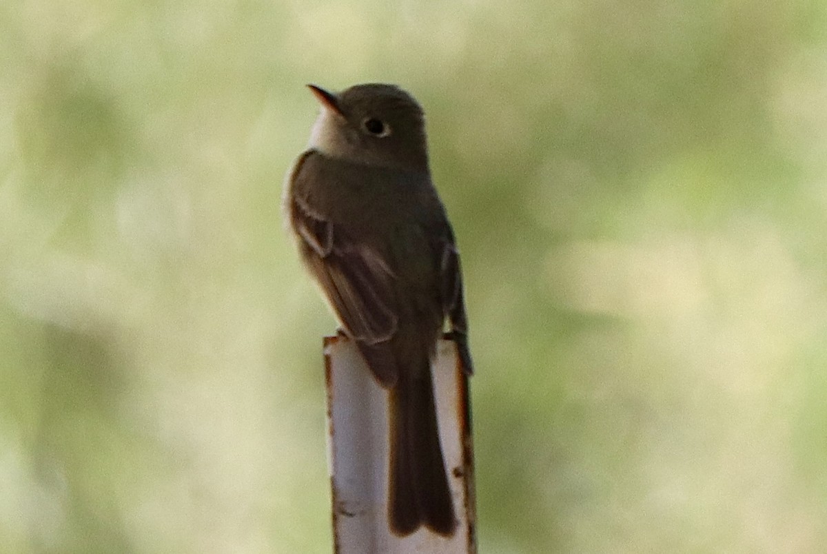 Western Flycatcher - ML638823213