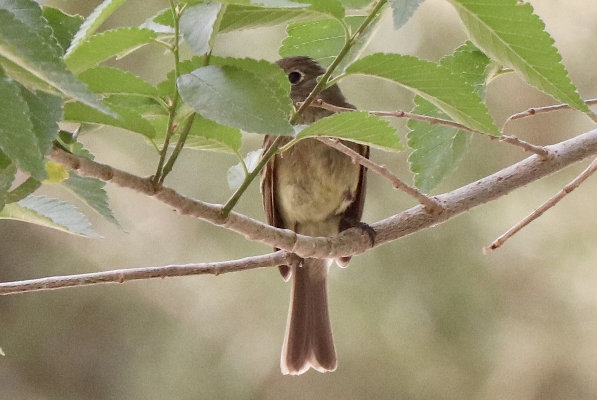 Western Flycatcher - ML638823214
