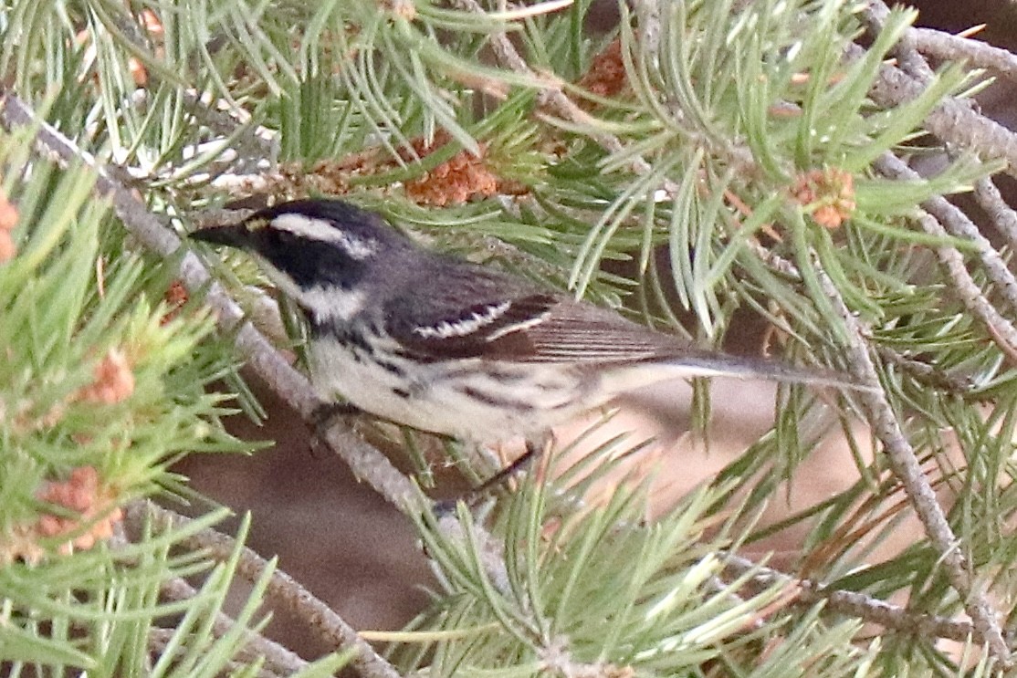 Black-throated Gray Warbler - ML638823218