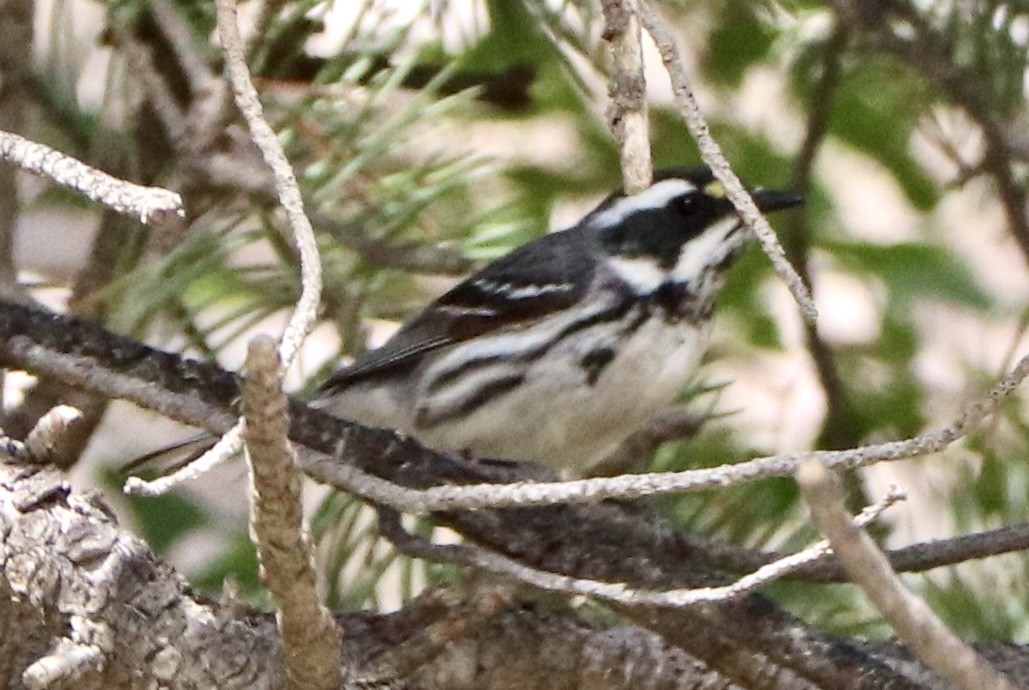 Black-throated Gray Warbler - ML638823219