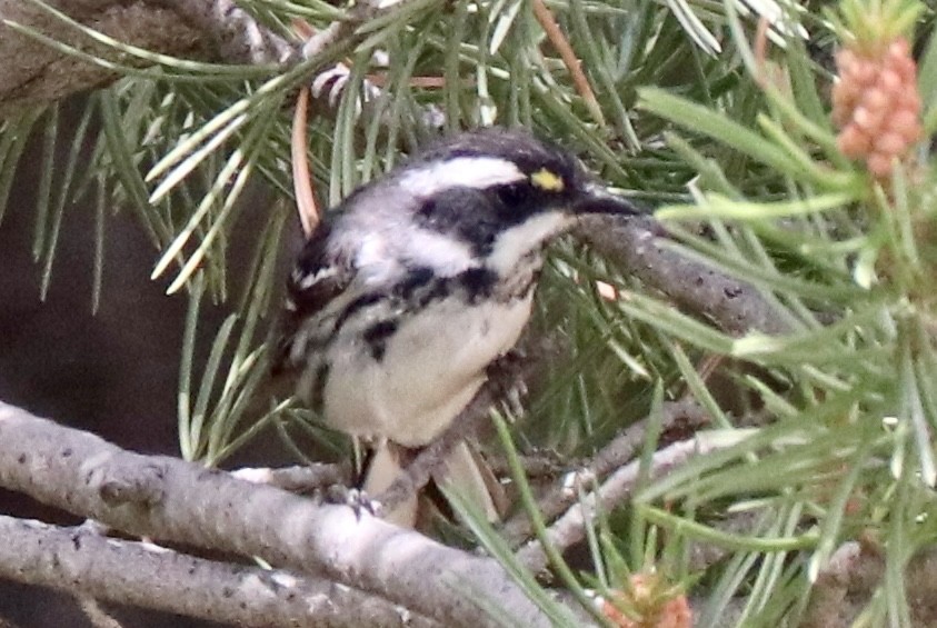 Black-throated Gray Warbler - ML638823220