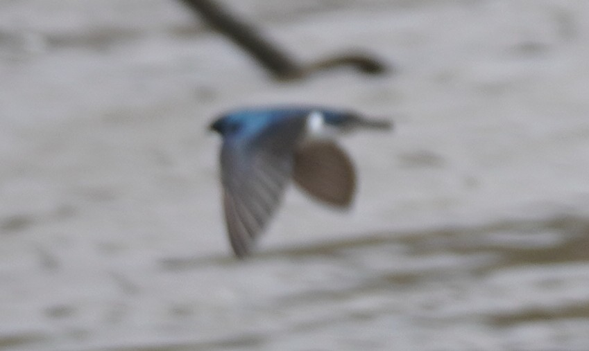 Tree Swallow - ML638823225