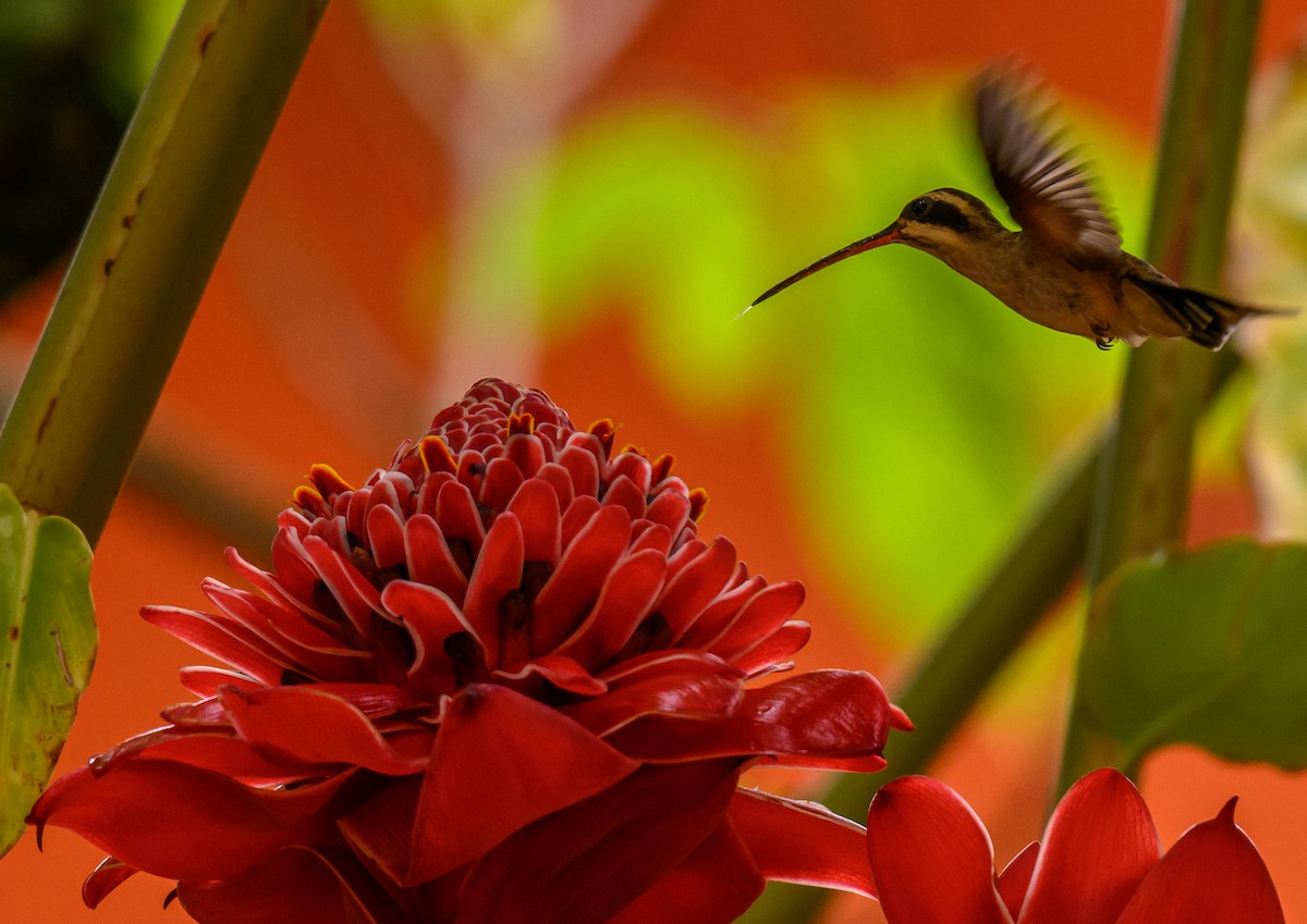 Sooty-capped Hermit - ML638823232