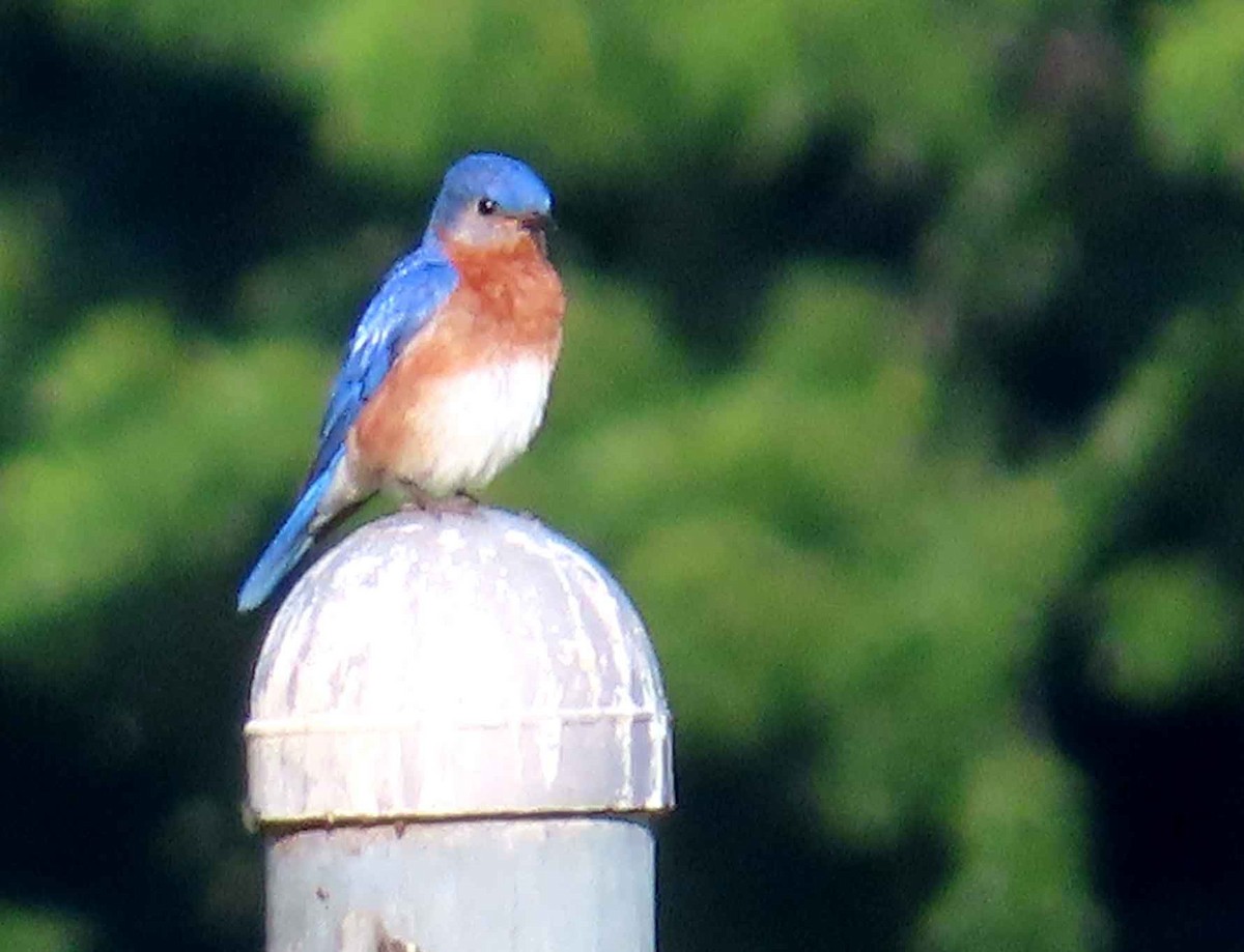Eastern Bluebird - ML638823236