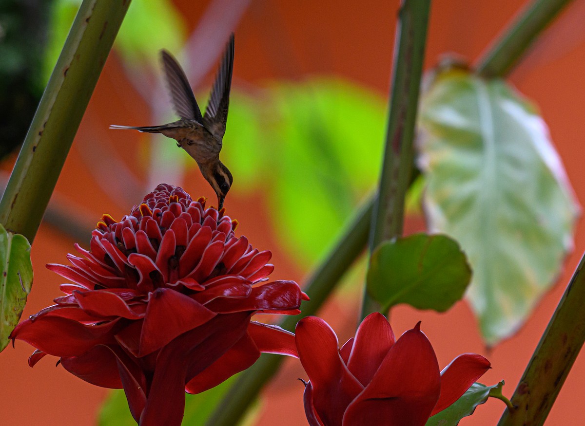 Sooty-capped Hermit - ML638823239