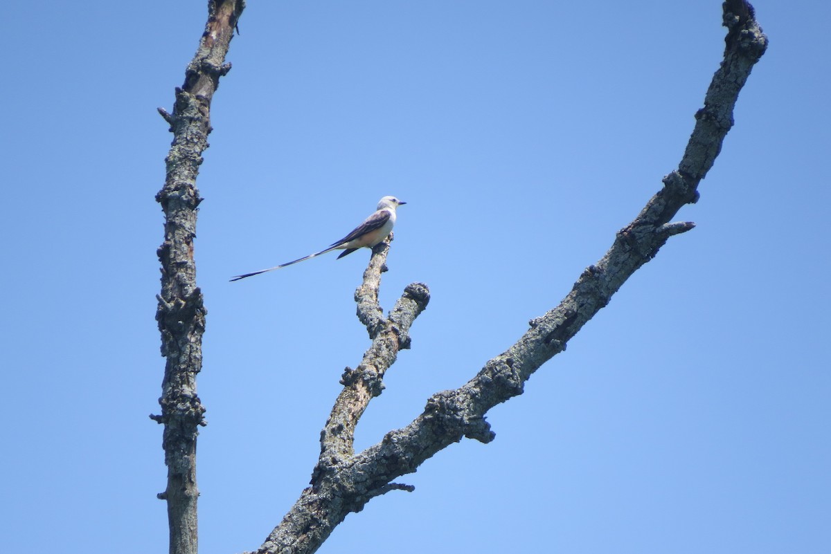 Scissor-tailed Flycatcher - ML638823253