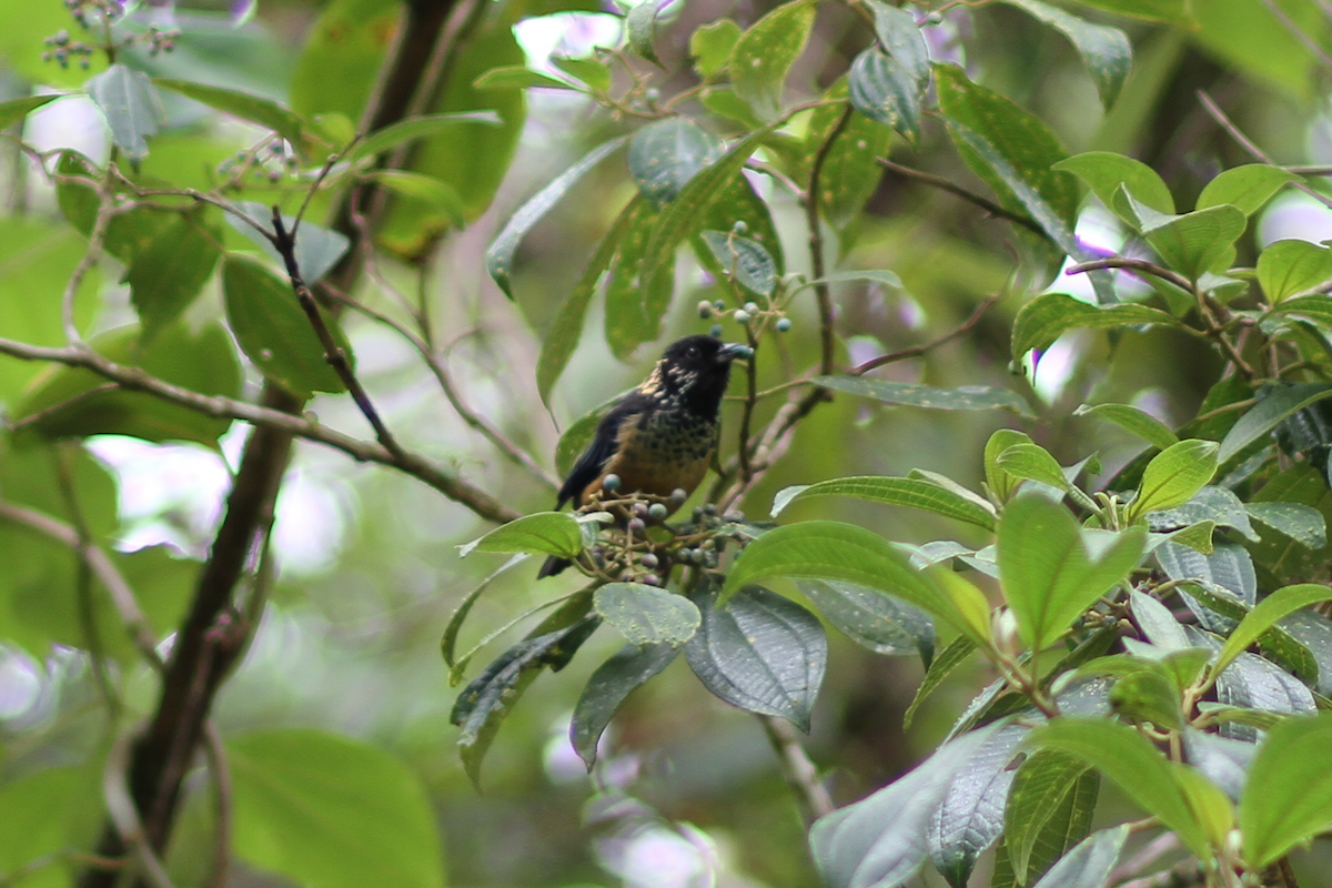 Spangle-cheeked Tanager - ML638823255