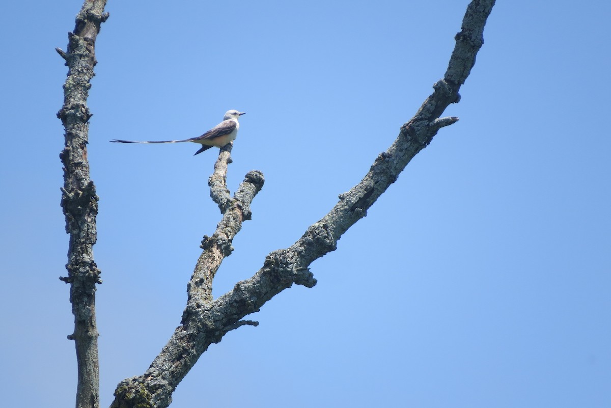 Scissor-tailed Flycatcher - ML638823266