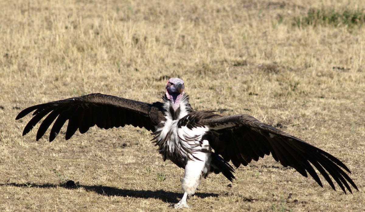 Lappet-faced Vulture - ML638823277