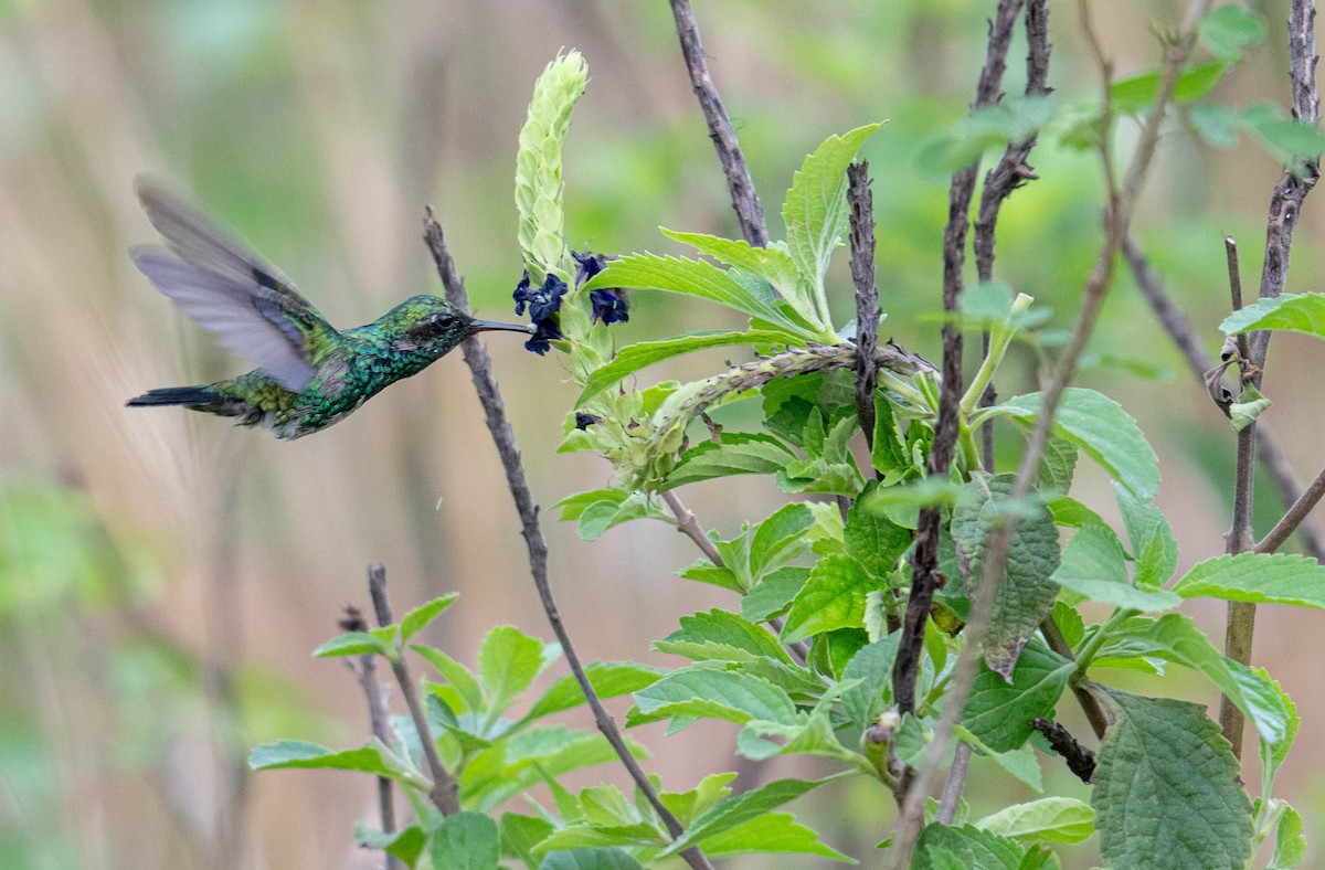 Blauschwanz-Buffonkolibri - ML638823280