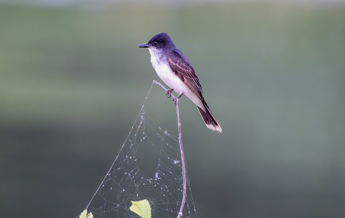 Eastern Kingbird - ML638823297