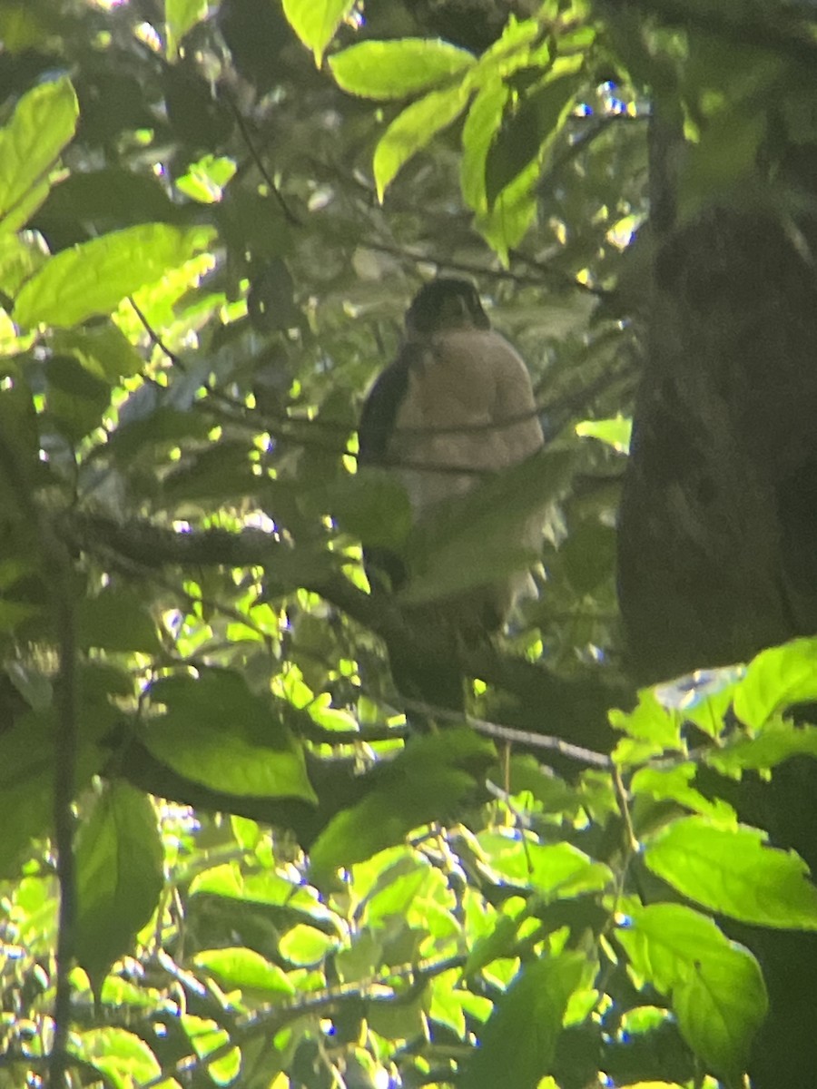 Bicolored Hawk - ML638823308