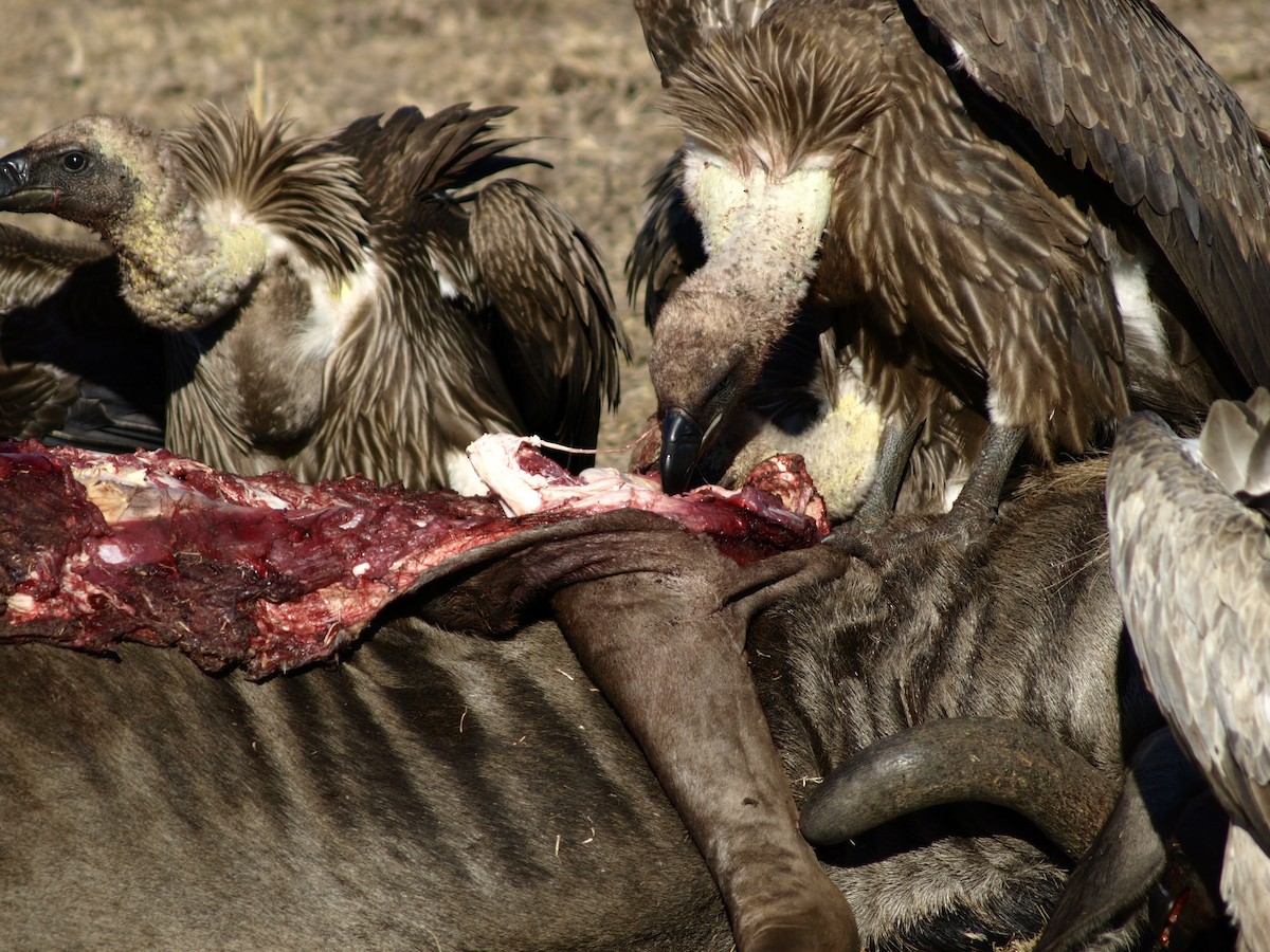 White-backed Vulture - ML638823376