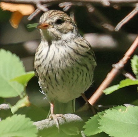 Chipping Sparrow - ML638823399